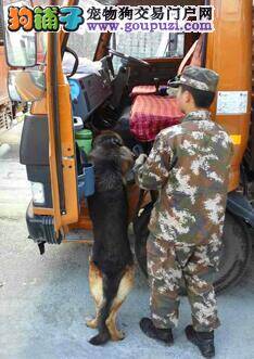西藏公安边防总队引进警犬检查过往车辆