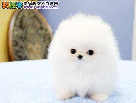 挑选博美犬，品相很重要