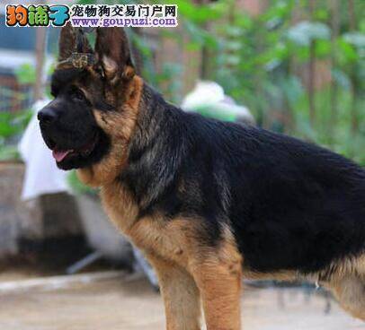 德国牧羊犬抽搐呕吐透明状液体是什么原因