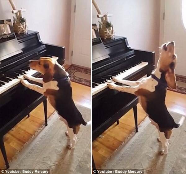 可爱！美狗狗弹钢琴倾情伴唱蹿红网络