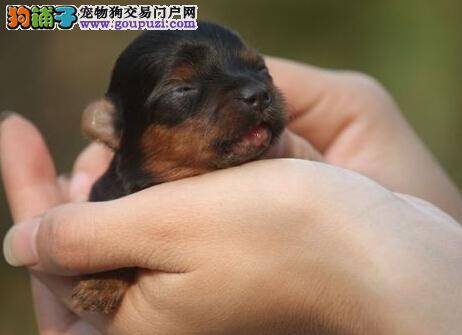 慎用人类药品 保障茶杯犬的生命安全