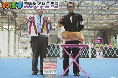"优基杯"中国纯种犬超级联赛冠军展下周在南京举行