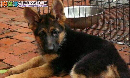 德国牧羊犬嘴边没有毛是怎么回事 有方法医治吗