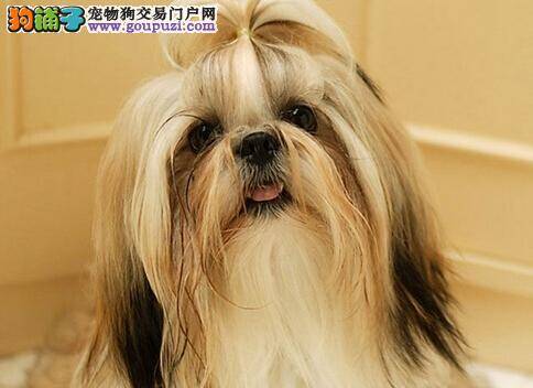 喂养一本就够 科学护理妊娠期间的西施犬