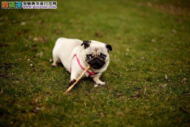 科学选购最无敌 巴哥犬的选购技巧有哪些