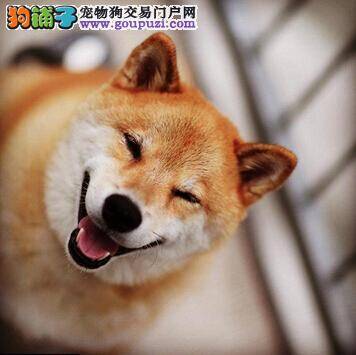 体会狗狗叫声的含义 详解柴犬的叫声有哪些作用