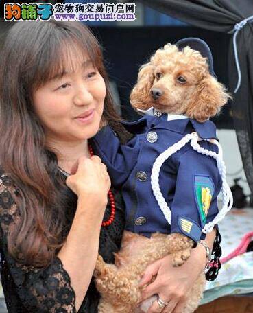 日本泰迪犬成为特约警犬 本领大全国少见