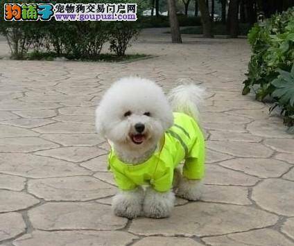 饲养小窍门 比熊犬出现食欲不振的原因及医治方法