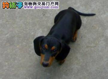 腊肠犬老喜欢吃石灰是缺少什么营养