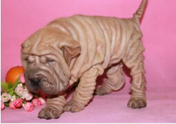 沙皮狗最近总是打喷嚏该怎么办