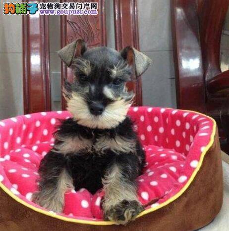 雪纳瑞患上细小，拉稀呕吐应如何治愈