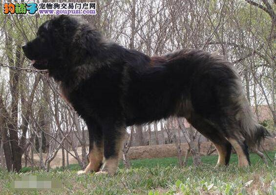 高加索犬具备的优秀特质及个性解析