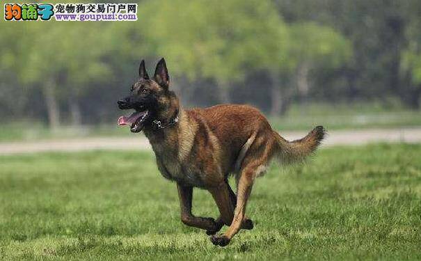 马犬更好养还是德牧更好养 德国牧羊犬优缺点