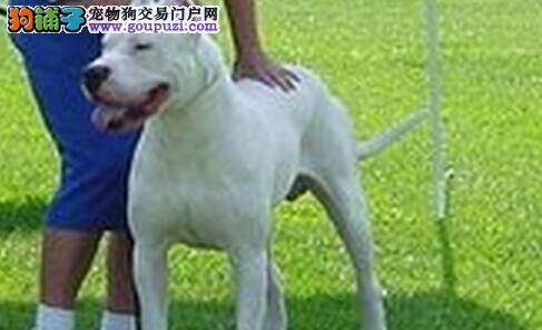 科学解答之杜高犬到底能不能吃菠菜