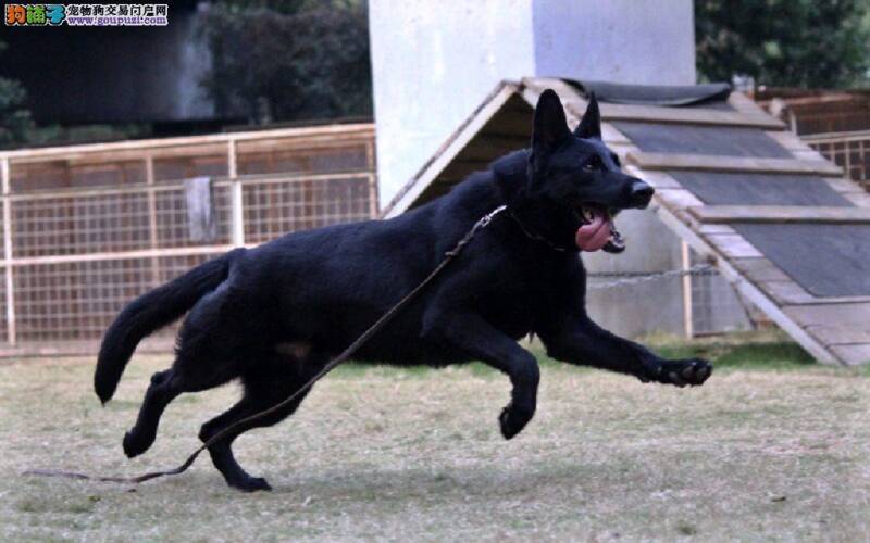 比利时牧羊犬有点咳嗽，带痰没事吧