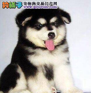 阿拉斯加犬被蜱虫叮咬严重贫血有治好的希望吗