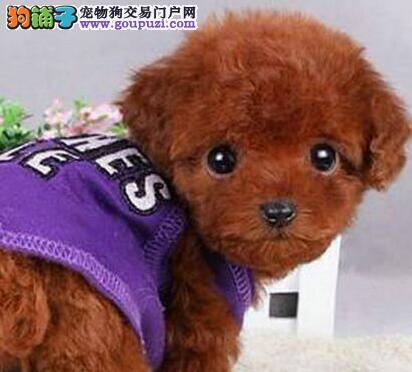 选购泰迪犬你必须要用到的绝招