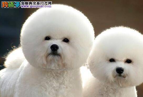 教你在家里也能给比熊犬体检