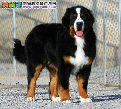 伯恩山犬耳臭的去除方法