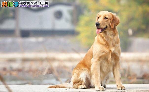 定期给金毛做美容护理很重要