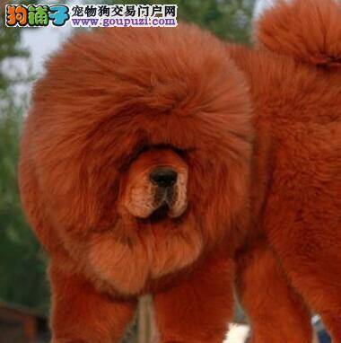 藏獒什么时候洗澡才是最合适的