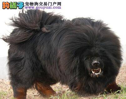 喂养知识整理 胃肠功能不好的藏獒吃什么对身体好