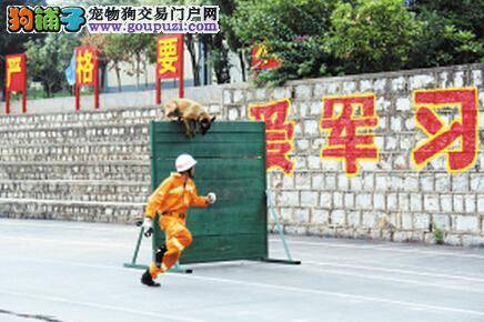 昆明支队代表队在云南首届搜救犬技术比武竞赛中夺冠