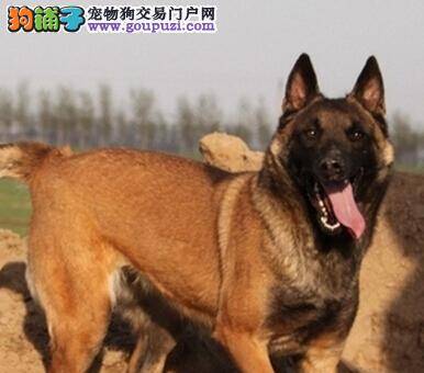 教育有绝招 快速纠正马犬乱咬东西的坏毛病