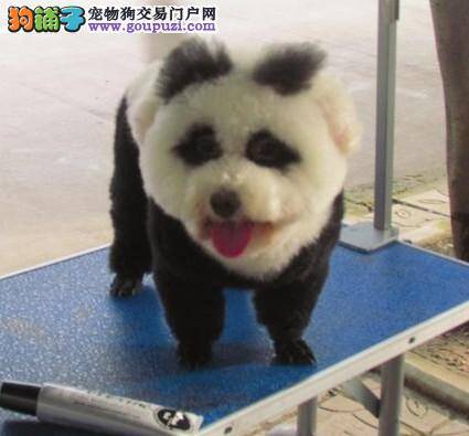 狗狗美容花样多，3岁比熊犬成功转型“小熊猫”