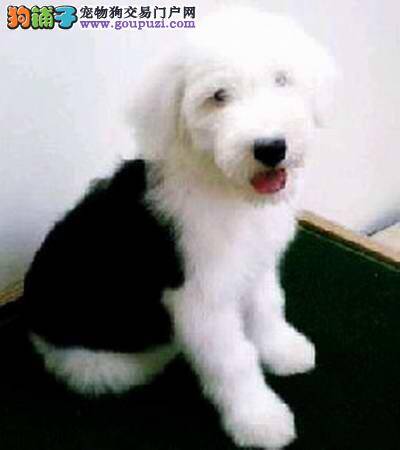 我家古代牧羊犬得真菌感染怎么医治都不好