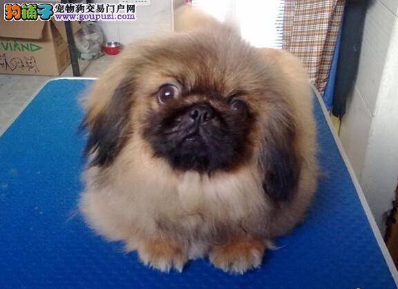 选购京巴狗，方法最重要