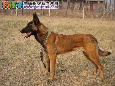 剪趾甲有法宝 如何轻松的护理马犬的脚部