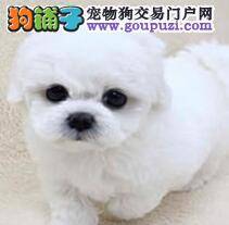 健康比熊犬的选购要点