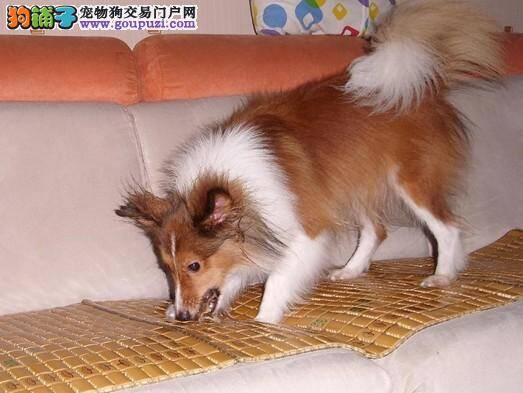 喜乐蒂犬的下眼角肿了怎么办