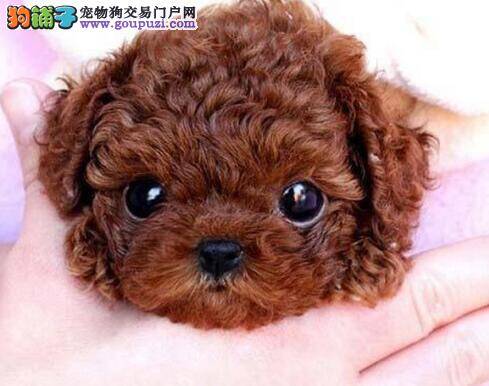 贵宾犬又开始咳嗽了，有方法治疗吗