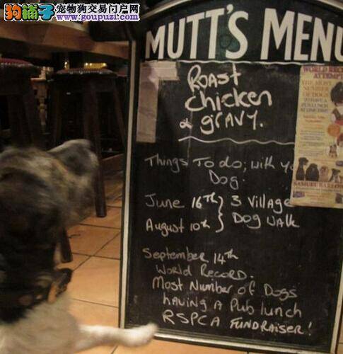 英国众多公共场所为狗狗提供豪华服务可定制奢华专用餐