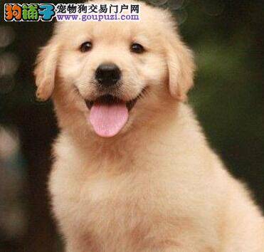 金毛犬这几天不便便是怎么了，有解决的方法吗