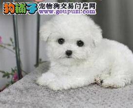 网购达人选购贵宾犬应该注意的四点问题