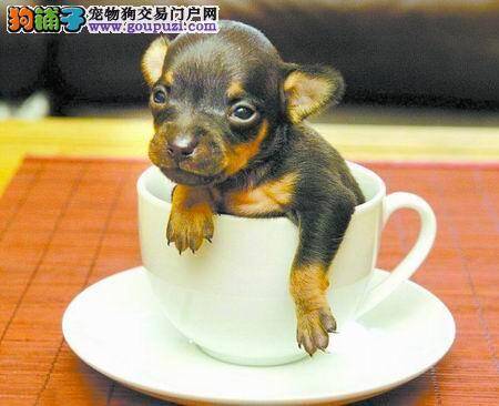 以防病从口入 茶杯犬不可以吃哪些东西