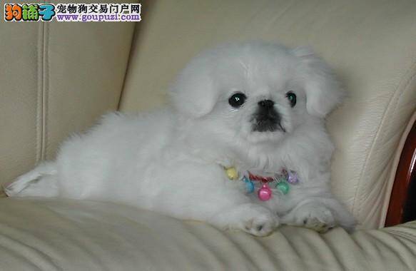我家京巴犬口吐白沫应如何处理这个问题