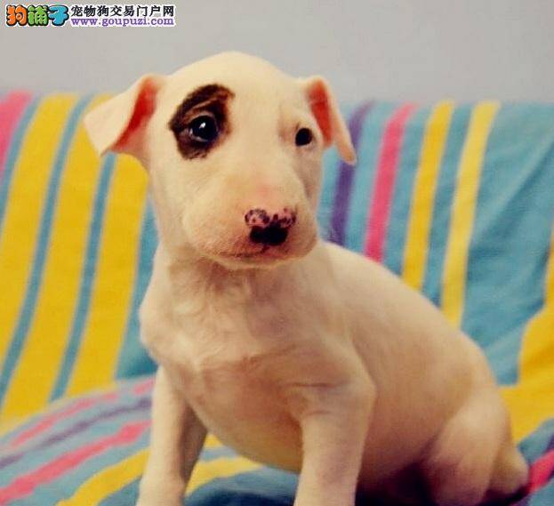 正确给牛头梗犬注射疫苗的方法