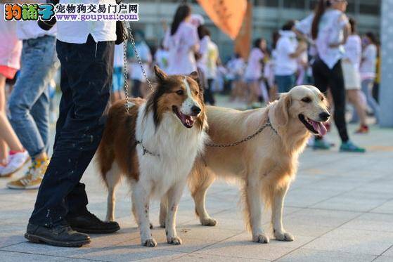 公园没有罚款权保安劝离被打 狗主人：能否建遛狗公园