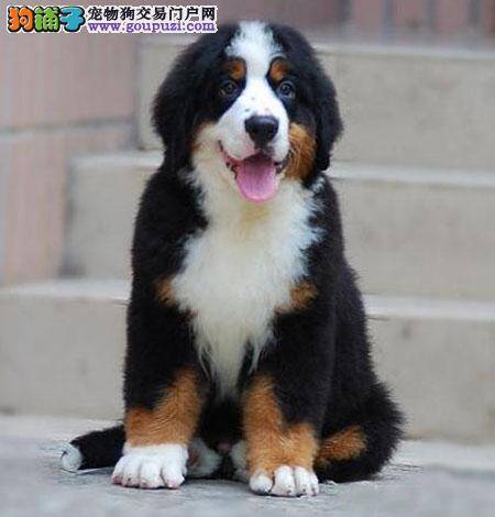 伯恩山犬眼睛老是红肿是什么问题