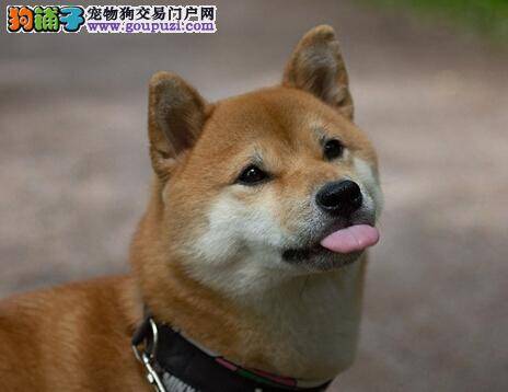 打好训练基础 如何教会柴犬学会叼东西