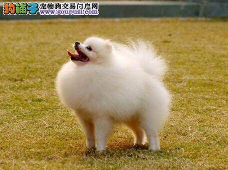 食物与喂养 对博美犬成长有益的食物都有哪些