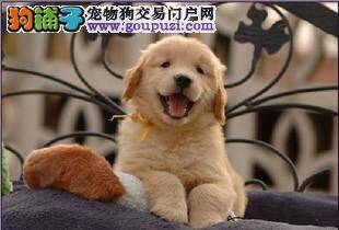 请教一下怎样给金毛犬洗澡才是正确的