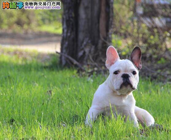 为狗狗着想 两方面考虑斗牛犬绝育的优缺点