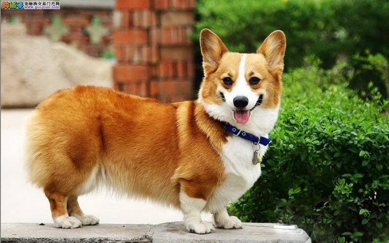 饲养柯基犬一定要注意这几点