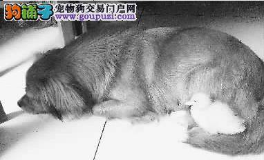 博美宝宝走丢了 热心人寻犬“接力”