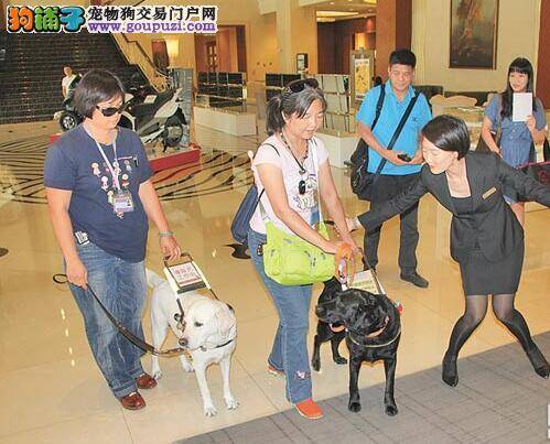 导盲犬出入台南五星级酒店自由 酒店重视视障者权利